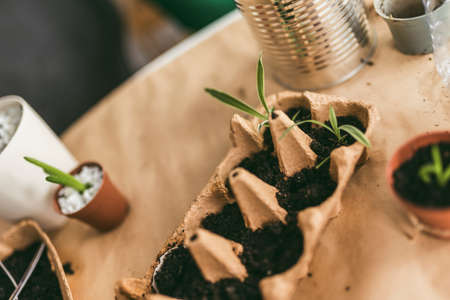 Transplanting flowers. Indoor garden, home gardening. Home interior with flowers, close up