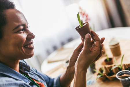 Woman transplanting flowers at home. Concept of home garden. Spring time.の写真素材