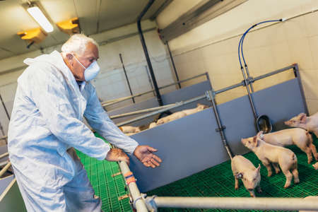Senior veterinarian is standing at the pig farm and checking on the pig's healthの写真素材