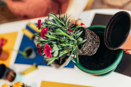 Cute child girl helps her mother to care for plants. Focus on flowers in pot.の写真素材