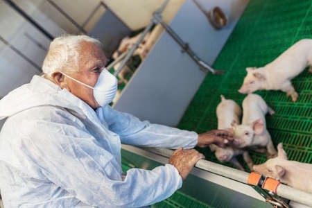 Senior veterinarian is standing at the pig farm and checking on the pig's healthの写真素材