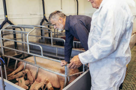 Senior veterinarian and farmer standing at the pig farm.の写真素材