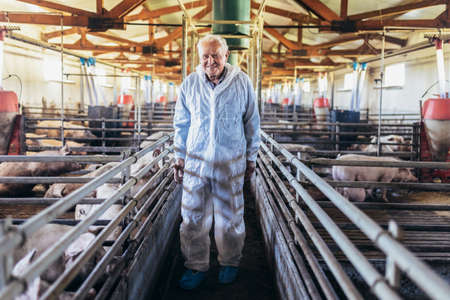 Senior veterinarian is standing at the pig farm and checking on the pig's healthの写真素材