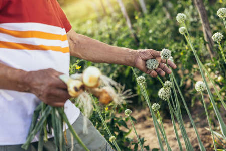 Senior man picking onion harvest from vegetable garden in village. Close up.の写真素材