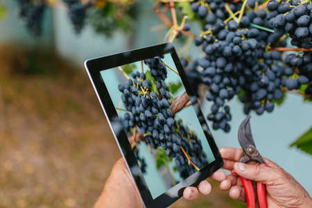 Farmer examines the vineyard and sends data to the cloud from the tablet.
