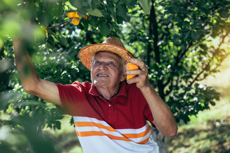 Happy senior man picking apricot in orchard, satisfied with quality.の写真素材