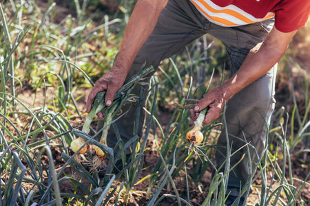 Senior man picking onion harvest from vegetable garden in village