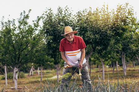 Senior man picking onion harvest from vegetable garden in village