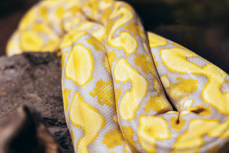Albino lavander snake pattern in the zoo portraitの写真素材