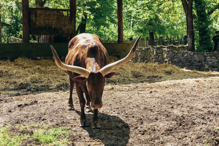 Ankole-watusi standing alone in the zoo staring at the cameraの写真素材