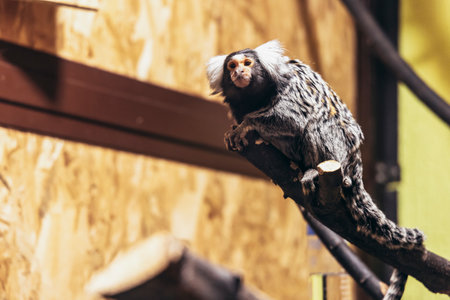 Marmoset monkey sitting in the zoo aloneの写真素材