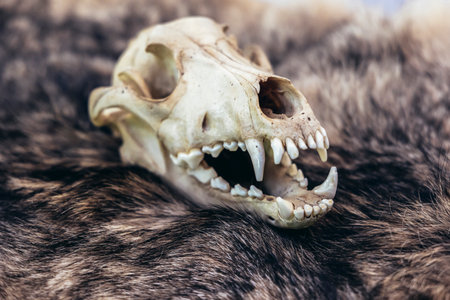 Bison skull on its own fur for purpuse of educational exhibition