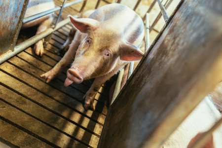 Fattening pigs on a large commercial breeding pig are looking at the cameras.の写真素材