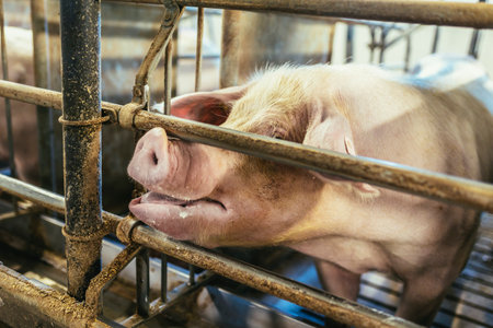 Fattening pigs on a large commercial breeding pig are looking at the cameras.の写真素材
