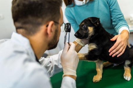 Young man, a veterinarian by profession, examines a dog in modern vet clinic.Young owner helps to calm down the pet and talks with the vet specialist.の写真素材