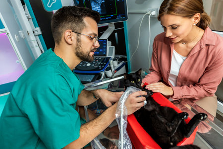 Cat having ultrasound scan in vet office. Cat in veterinary clinicの写真素材