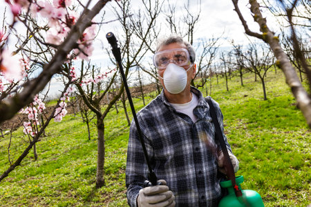 Spraying Fruit Tree with Organic Pesticide or Insecticide in Spring. Spraying Trees against Fungus Infection.の写真素材