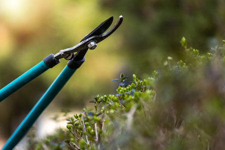 Gardener pruning tree with pruning shearsの写真素材