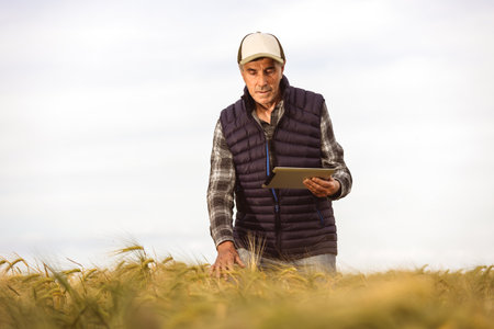 Agronomist  checks the quality of the grains in the middle of a wheat field. He has a tablet.の写真素材