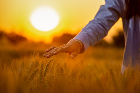 A close-up of a womanâs hands gently gliding through golden wheat stalks in a field.の写真素材