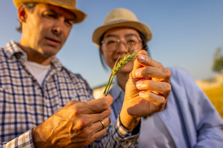 A Thai female farmer and a senior male farmer closely inspect the quality of golden wheat in the field.の写真素材