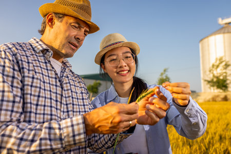 A Thai female farmer and a senior male farmer closely inspect the quality of golden wheat in the field.の写真素材