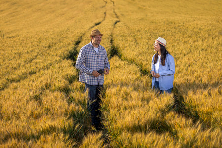 Two farmers stand in a golden wheat field engaged in a focused discussion about the quality of the...