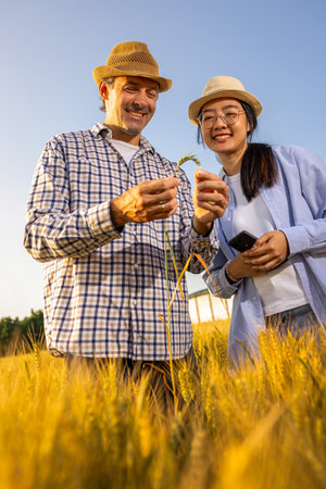 A Thai female farmer and a senior male farmer closely inspect the quality of golden wheat in the field.の写真素材