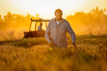 Senior Man Smiling in Golden Wheat Fieldの写真素材