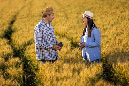 Two farmers stand in a golden wheat field engaged in a focused discussion about the quality of the crop.の写真素材