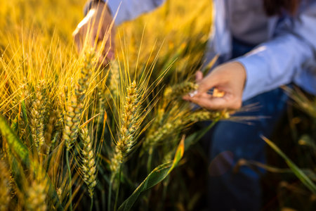 A close-up view of hands gently holding golden wheat stalks in a vast wheat field.の写真素材