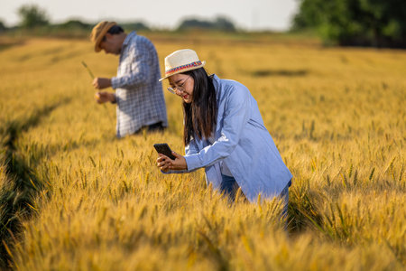 A Thai female farmer takes pictures of a golden wheat field while an older male farmer works in the backgroundの写真素材