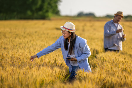 A Thai female farmer uses her phone to check the quality of golden wheat in the field while a senior male farmer works in the background.の写真素材