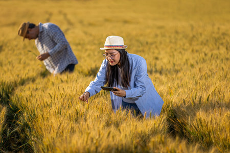 A Thai female farmer uses her phone to check the quality of golden wheat in the field while a senior male farmer works in the background.の写真素材
