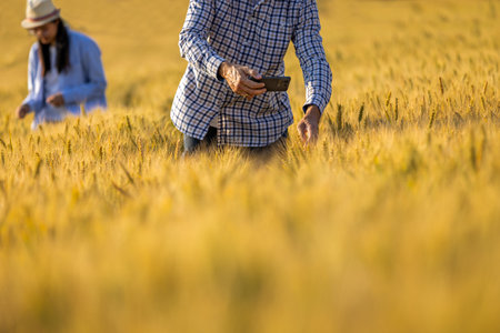 A senior man photographs golden wheat in the field while a Thai female farmer works in the background.の写真素材