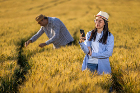 A Thai female farmer takes pictures of a golden wheat field while an older male farmer works in the backgroundの写真素材