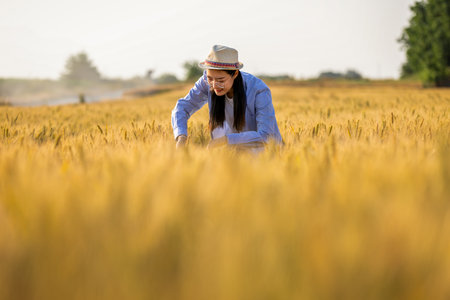 A Thai female farmer inspects the quality of golden wheat in the field.の写真素材
