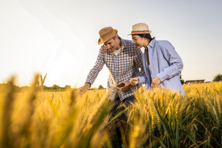 A Thai female farmer and a senior male farmer closely inspect the quality of golden wheat in the field.の写真素材