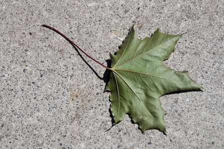 A leaf laying on the street on a hot summer dayの写真素材