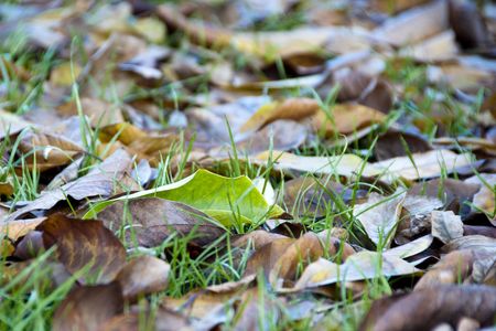 Leaves laying on a Tuscan Gardenの写真素材