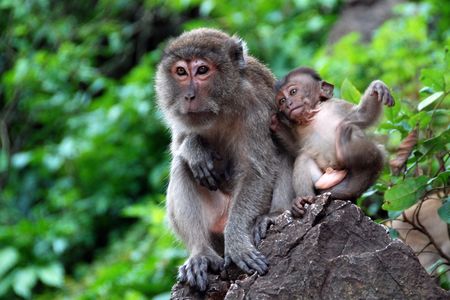 A Monkey with her son in a relaxing moment
