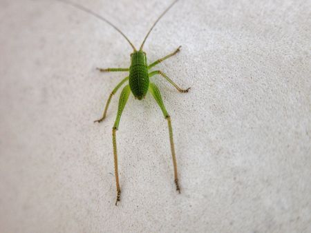 Cricket on the Wall, Tuscany, Italyの写真素材