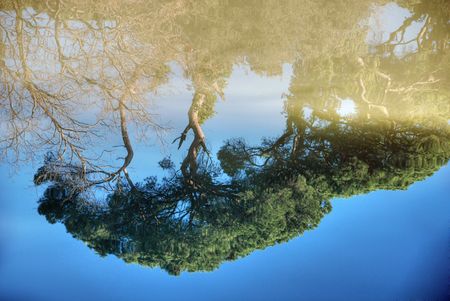 Pine Reflection in San Rossore Park, Italyの写真素材