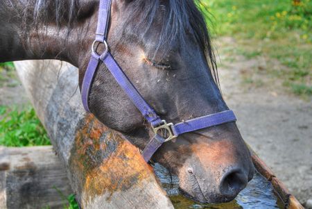 Horse drinking in the Dolomites, Italyの写真素材