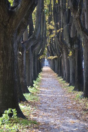 Tree Alley in Lucca, Italyの写真素材