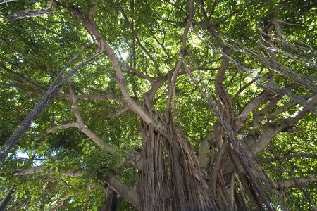 Detail of a Park in Miami, Floridaの写真素材