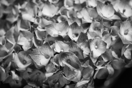 Colored Artificial Flowers in a Tuscan Market, Italyの写真素材