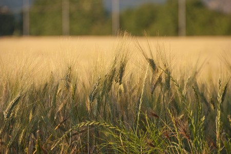 Cornfield in Tuscany Countryside, Central Italyの写真素材