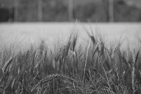 Cornfield in Tuscany Countryside, Central Italyの写真素材