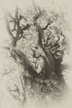 Textures of Bearded Mossman Trees in Queensland, Australiaの写真素材